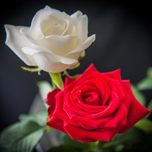 雪白和玫瑰红