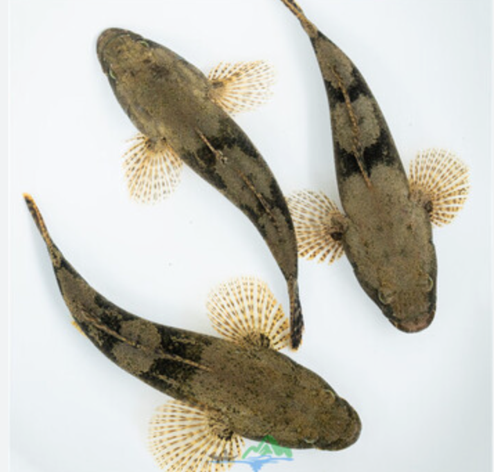 aHR0cHM6Ly91cGxvYWRlci5zaGltby5pbS9mL2x4NGtXN0RZTmZvZVVOdmEucG5nIXRodW1ibmFpbD9hY2Nlc3NUb2tlbj1leUpoYkdjaU9pSklVekkxTmlJc0ltdHBaQ0k2SW1SbFptRjFiSFFpTENKMGVYQWlPaUpLVjFRaWZRLmV5SmxlSEFpT2pFM056UXhNRGd3TmpVc0ltWnBiR1ZIVlVsRUlqb2lWMnhCY21ReGVuaDJXRk0zYlRCeE1pSXNJbWxoZENJNk1UYzNOREV3TnpjMk5Td2lhWE56SWpvaWRYQnNiMkZrWlhKZllXTmpaWE56WDNKbGMyOTFjbU5sSWl3aWNHRmhJam9pWVd4c09tRnNiRG9pTENKMWMyVnlTV1FpT2pRNE1ESTJNek45LlRlTXFTeEE2ZkVUODVFYzctMVZvQ3QtcGJ3UXY0VVgxeThmc2h6NmhFblE=