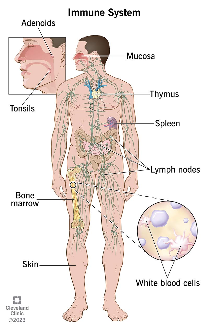 Immune System