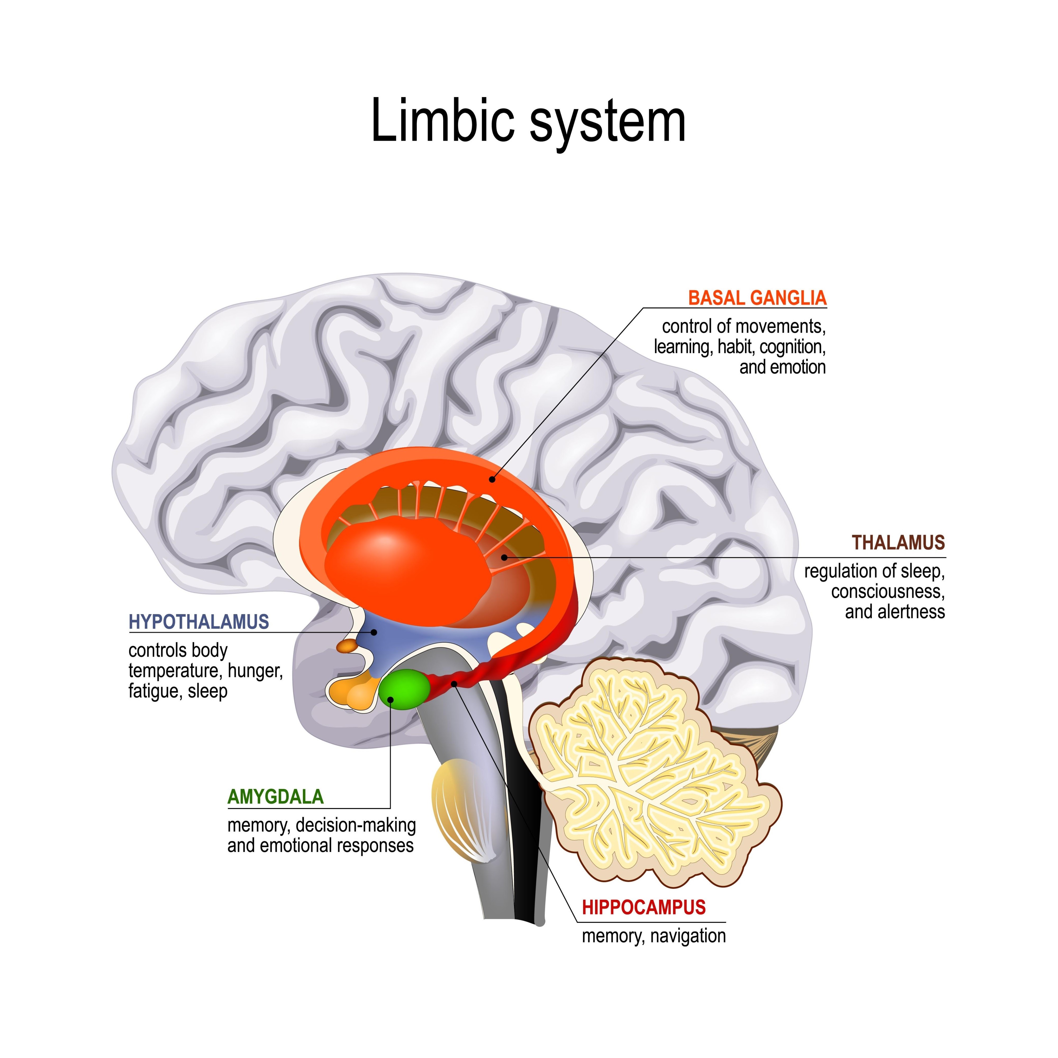 the amygdala's location in the brain's limbic system, AI generated
