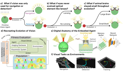 Eye evolution MIT