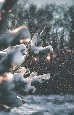 冬至 | 你梦见大雪纷飞了吗？