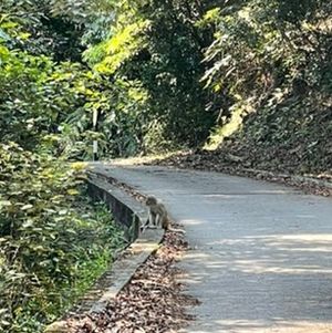 实况录制麦理浩径反穿第一天（中：第九段-与猕猴的对视吓麻了