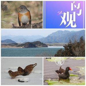 拾慧集:由Oroz的留言所想到的