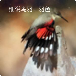 三宝鸟：雌雄交替喂食忙｜观鸟小百科：细说鸟羽（3）