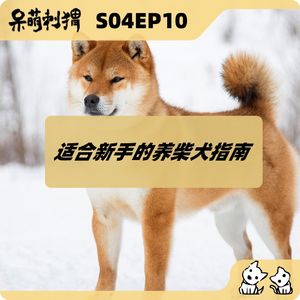 适合新手的养柴犬指南