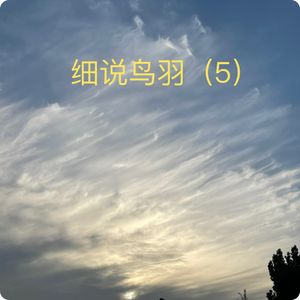 三宝鸟观察：喂娃也得吃饱饭｜观鸟小百科：细说鸟羽（5）