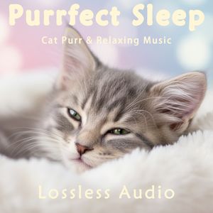 猫呼噜助眠｜自然白噪音冥想