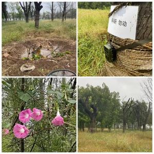 国庆假期观鸟：凌晨7点两亩半地的寂静之声