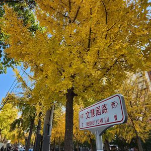 帝都影迷电影赶场生存指北：“赶场”的日子“完美“吗？