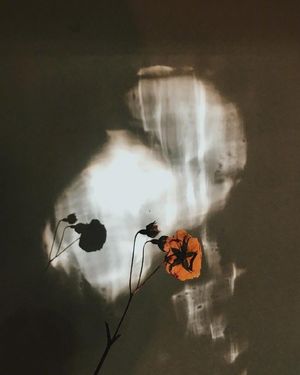 假如万物皆有裂痕, 那正是光照进的方式