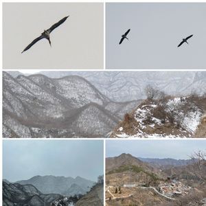 斋堂寻鸟:雪山花山交相辉映