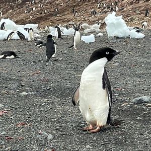 散步时间@南极| 对不起了，企鹅！