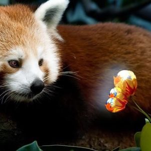 马上改用 Firefox 的 5 个理由