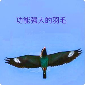 三宝鸟观察：盘旋阻挡乌鸦上飞｜观鸟小百科：细说鸟的羽毛