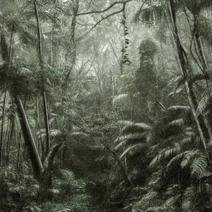 195. 点进来享受 VIP 客户待遇｜「树，树」导览