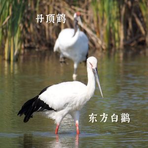 在盐城发现复活的祥瑞，和祥瑞都看不明白的博物馆