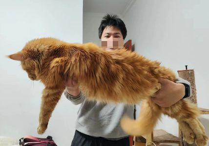 Ep 43. 主播家的猫