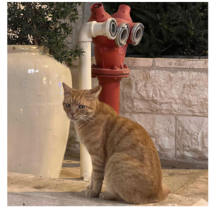 时隔两年重做普鲁斯特问卷:异国恋情侣请回答2023