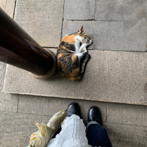 #006 《想在秋天的晌午做个猫》| 睡前故事