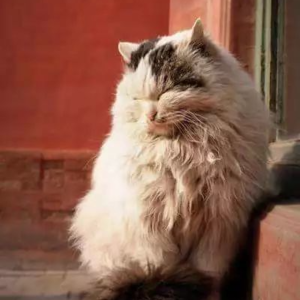 八旗的次序到底该怎么排？