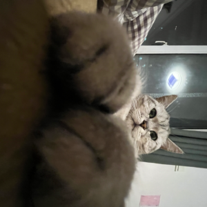 骂爹大会｜金鱼，鸡丝凉面，爹的后脑勺。