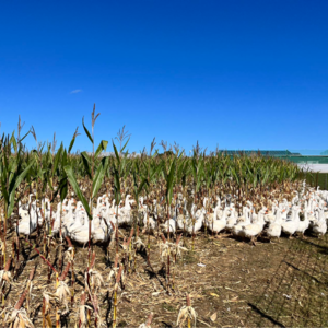 95. 蔬菜那么好吃，但也不必一定素食主义
