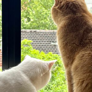 史蒂夫说282期 - 听众来信：糟糕的关系和没有关系，哪个更难忍？