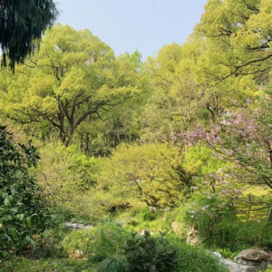 艺点日常.四月尾声想长在法国的草坪上