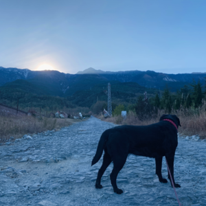 歌不鸽 | 不听古典音乐的堂主做不好猪脚饭