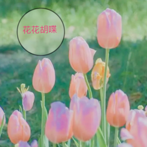 梅梅，祝你生日快乐！