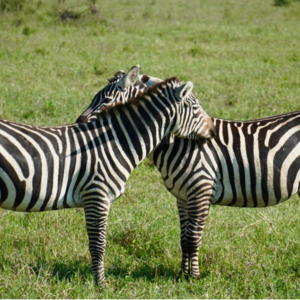 Day 7: Talk About Love & Life With My Kenya Friend