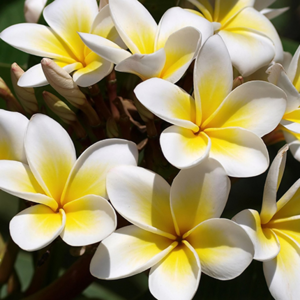 The Champa Flower 泰戈尔诗集15 金色花