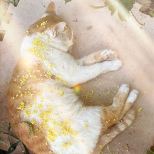 Vol.120｜秋日闲谈：又到了季节性治愈自己的时刻啦。