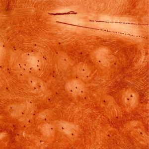 VOL.7 春天里，逛植物园才是正经事儿(下)