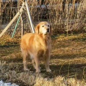 S2E7 信：小动物是主人心底的柔软，是灵魂里最干净的地方