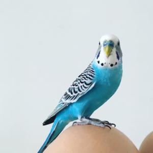 S2E4 “鹦鹉皮皮离开后，我们家就像被扯断了翅膀，飞不起来了。”