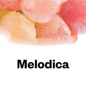 Melodica.2025.02.24