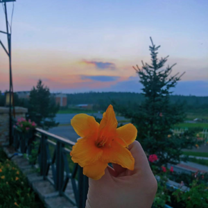 001.秋日阳光与狗子与茶