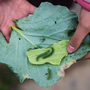 野獸電台051｜脈輪占星與花精療癒