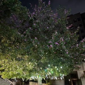 出逃日记城市特辑：南头古城