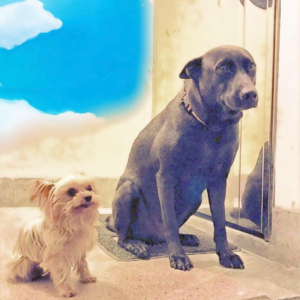 EP 28 ǀ 死亡,是来不及说再见吗?