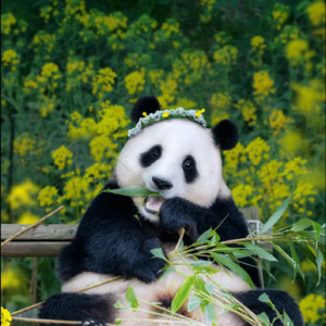 睡前故事四：福宝—旅韩顶流大熊猫回国