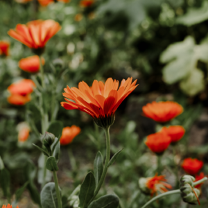 25. 底层重塑:内在丰盛富足,则无需外"求"?