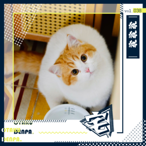 vol.038 猫猫猫