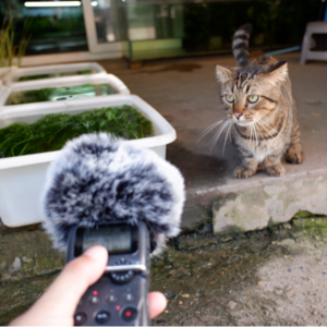 vol.6 第一次在花鸟市场买小金鱼