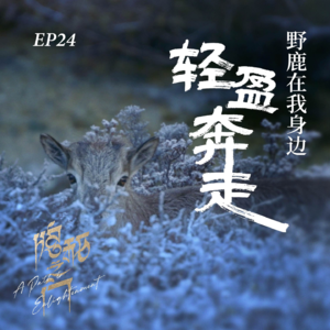 EP24. 唐古拉山的清晨，野鹿在我身边轻盈奔走