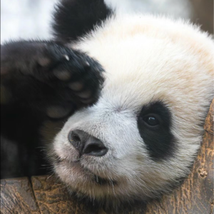 睡前故事三：辉宝—在韩的爱宝家族三千金