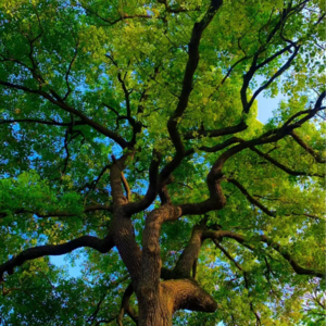 Ep051 提到开学我满脑子都是树和灰尘