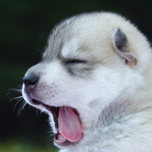 第247期：疯狂实验史：打哈欠在人与人之间会传染，那人打哈欠会传染给狗吗？